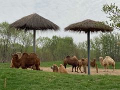 -北京野生动物园