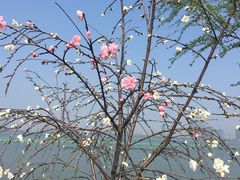 -东湖落雁景区