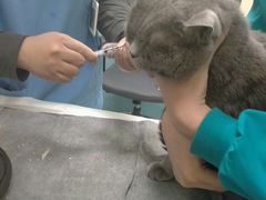 -天宠宠物医院24小时·急重症诊疗中心·全科·腔镜特色(和平分院)