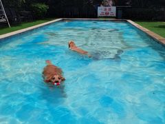 -汪说喵讲宠物乐园宠物酒店(红星美凯龙店)