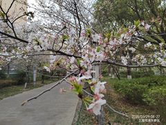 -高东镇樱花园