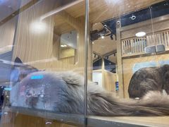 -屋虎猫馆(宝安大仟里店)
