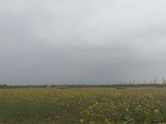 -天津东丽湖风景区