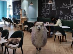 -安格丽娜·狗咖·猫咖羊驼咖(春熙路百盛商场店)