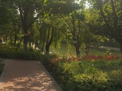 -九科绿洲