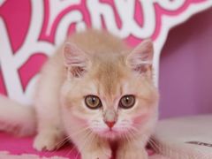 -翊宠yipet猫狗购宠庄园