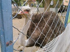 -长白岛森林公园