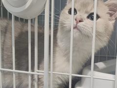 -翊宠yipet猫狗购宠庄园犬舍•猫舍