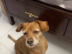 -宠爱国际动物医院· 猫科· 外科·中兽医(长白店)