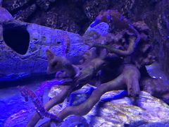 -芜湖新华联大白鲸海洋公园