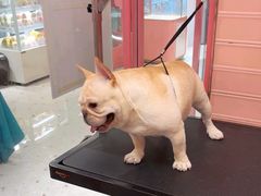 -FAELING PETS美天灵宠物(合生汇店)