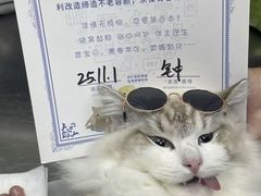 -芭比堂动物医院·心脏科·老年急重症·夜诊·吉雅分院