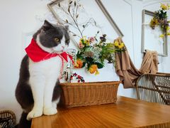 -共舞时光猫咖·狗咖(新街口店)