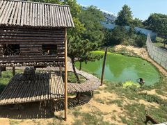 -西霞口神雕山野生动物世界