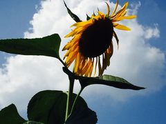 -贵阳市花溪国家城市湿地公园