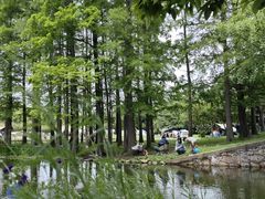 -上海共青森林公园