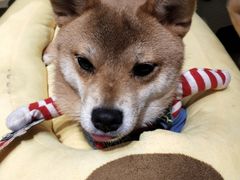 -逗柴咖啡屋·狗咖猫咖宠物桌游