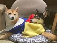 -逗柴咖啡屋·狗咖猫咖宠物桌游