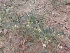 -洪湖生态旅游区