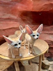 -Zoolung Zoolung动物主题公园(海信广场店)