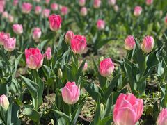 -长春公园(普阳街道)