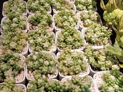 -必胜客(包头万达店)