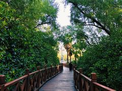 -大亚湾红树林城市湿地公园