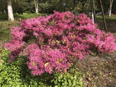 -湖庭壹品鸭王·传统北京烤鸭·别墅私房菜·庭院宵夜(江宁店)