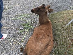 -鹿境梅花鹿生态园区