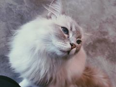 -瞄一喵猫咖(格力海岸店)