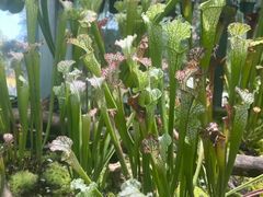 -国家植物园南园