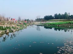 -天府芙蓉园