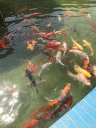 -上美四季动物农场
