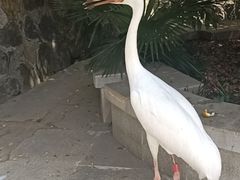 -合肥野生动物园