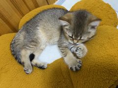 -关爱宠物医院·猫科中心·消化科(滨湖万达分院)