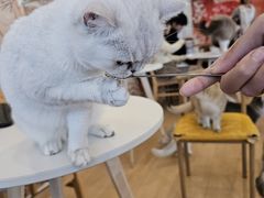 -Let's go狗咖·猫咖·奶狗·桌游(春熙路IFS店)