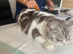 -瑞派宠物医院·犬猫全科·猫友好(宾水西道店)