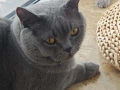 -Catmate·猫肥家润(金润铂宫店)