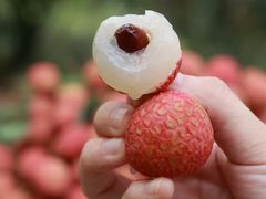 -鹏城八珍深圳特产手信(罗湖店)