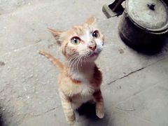 -泰谷酒店·太古码头闽菜自助餐厅