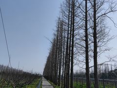 -上海长兴岛郊野公园