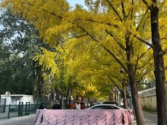 -三里屯东五街银杏大道