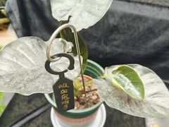-正佳雨林生态植物园