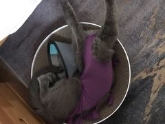 -伟伟宠物医院·瑞派猫友好医院·猫科(光谷店)