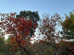 -香山公园