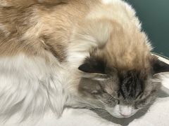 -安格丽娜·狗咖·猫咖羊驼咖(春熙路百盛商场店)