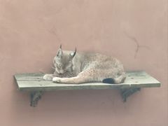 -青藏高原野生动物园