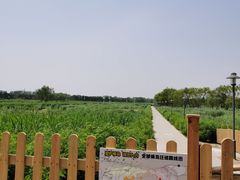 -大兴滨河森林公园