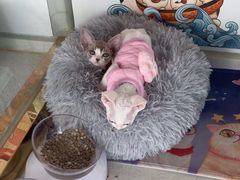 -糯米喵星人总部直营旗舰店·猫舍·幼猫出售