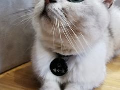 -啵啵喵·猫咖(攀华国际店)